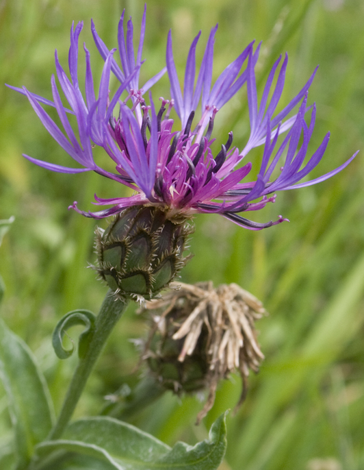Centaurea triumfettii / Fiordaliso di Trionfetti